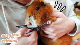 How to Trim Your Guinea Pigs' Nails | Detailed Step by Step with Footage