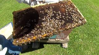 Amateur Beekeeping-Walk Away Splits