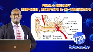 FORM 4 BIOLOGY - RECEPTION, RESPONSE AND COORDINATION IN PLANTS AND ANIMALS - THE ACHIEVERS FOCUS screenshot 5