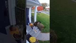 CCTV Captures Brave Puppy Saving Child from Hawk Attack 😱🐶 #shorts Profile