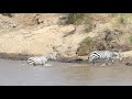 Masai Mara River Crossing Migration 2018 1