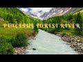 Forest river peaceful sounds for sleep relaxation or studying