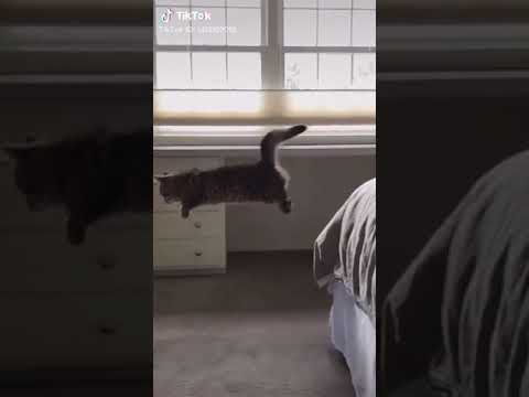 Video: Može Li Mačka Jesti Otrovanog Miša?