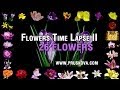 Flowers timelapse ii