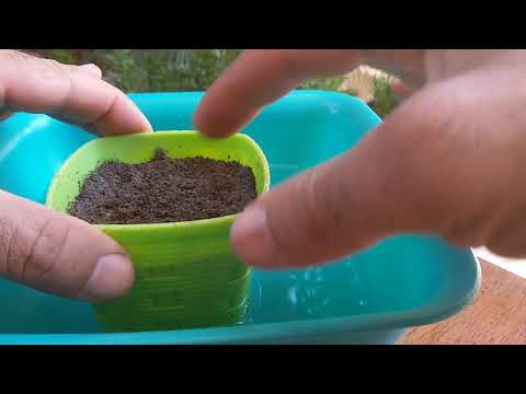 فيديو: زراعة الصبار من البذور