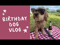 VLOG 39 | TIBBY the Cockapoo takes over the Vlog on her 6th Birthday!!!