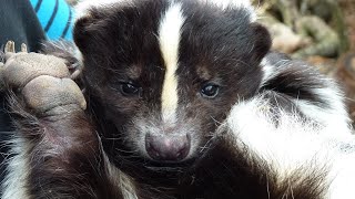 What Do Skunks Eat?🌱🦨 Skunk Food