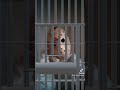 JAIL! #jailer #reels #funny #lol #love #horrorstories #video #tiktok #filter #wtf #police