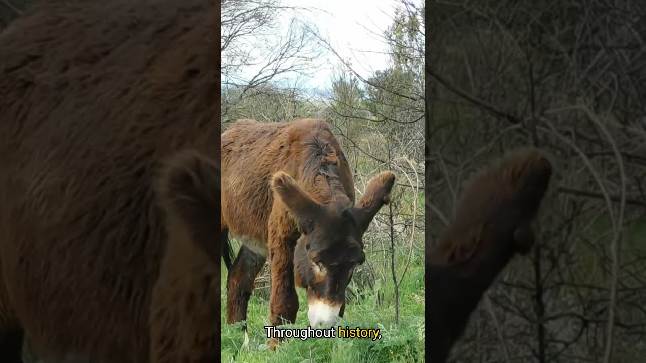 The Incredible Donkey A Smart Strong And Loyal Companion Through History Nature