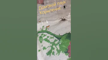 Домовой паук