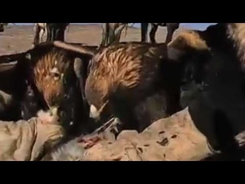 Hunting Wolf With Eagle