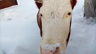 Zita the goat, Donya the cow, Rolik the puppy, Nissan AD screenshot 5