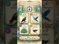 Urdu gk quiz kam abadi wala parinda #shorts #gk #quiz