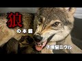 ニヴルの子育てが野生のオオカミのようです【鎖国】子煩悩 wolfdog baby