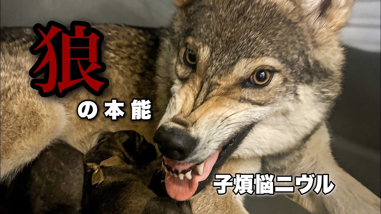 ニヴルの子育てが野生のオオカミのようです【鎖国】子煩悩  wolfdog baby