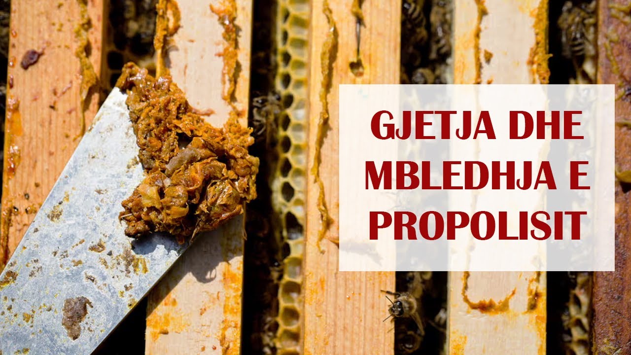 Gjetja dhe Mbledhja e Propolisit / How to collect propolis and where to find it !