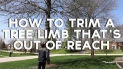 How to cut tree limbs that are too high to reach