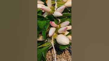 Thumbnail of Jasmin flowers