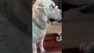 What word? 🐶❤️💬 #dogs #cutedogs #pets #cutepets #dogowner #funnydogs #dogsofyoutube #fyp