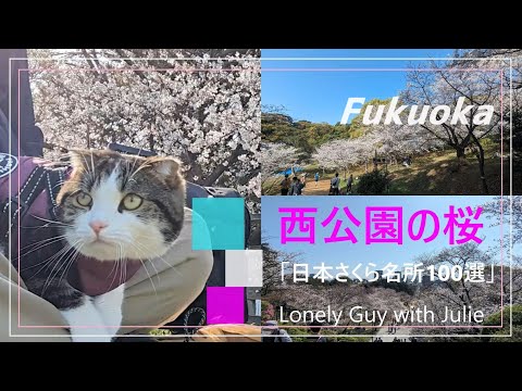 vlog【#50代無職 福岡移住】愛猫と眺める桜🌸「西公園」福岡県内で唯一「日本さくら名所100選」に選ばれた福岡市の歴史ある公園【 大阪のタワマン→福岡のアパート暮しvol.18】