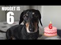 Happy 6th Birthday to Nugget the Dachshund