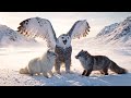 Capture de la vidéo Snowy Owl: From Egg To Apex Predator In The Arctic | Wildlife Documentary
