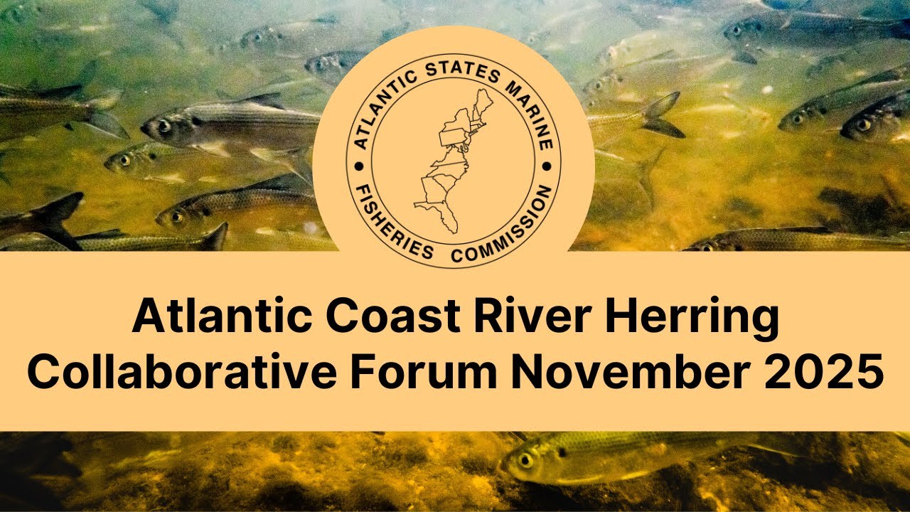 Atlantic Coast River Herring Collaborative Forum March 2025