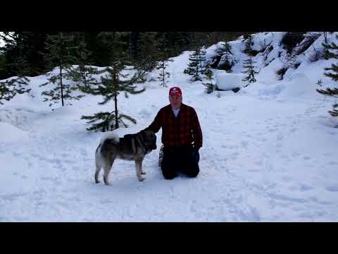 Great New Beginnings - Teeko - Norwegian Elkhound