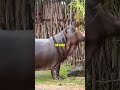 This HIDDEN hippo secret saves LIVES
