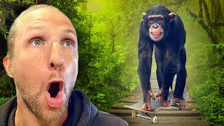 The Monkeys are Learning How to Skateboard...