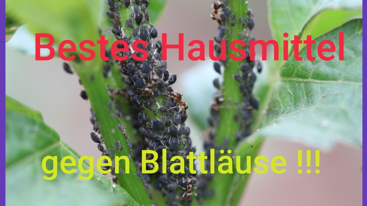 Rhabarbersud gegen Blattluse und als Dnger / schnell wirkend