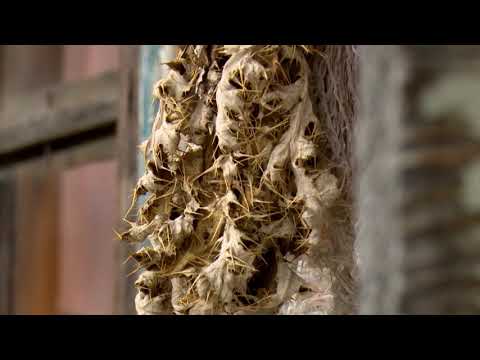 ეთნოფორი • etnopori (ანონსი / რიგით 212-ე) 16.07.2020 წ.