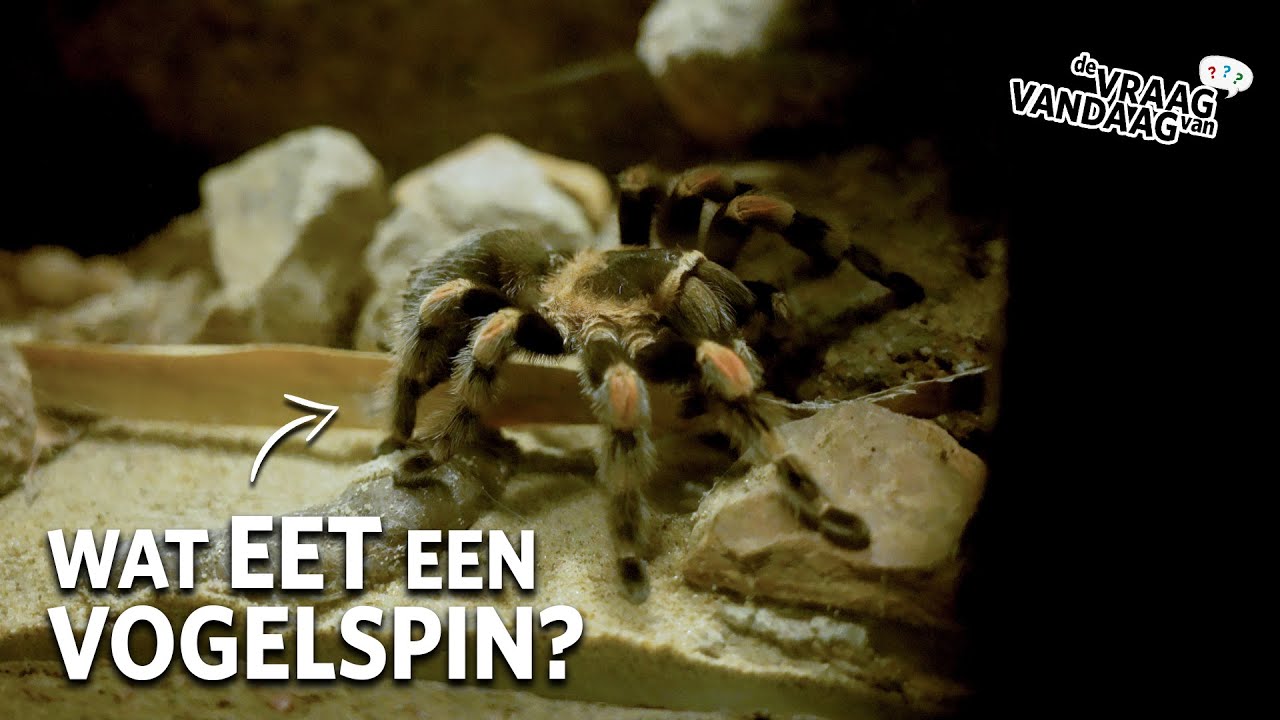 Wat EET een VOGELSPIN? 🕷 | De Vraag Van Vandaag - YouTube
