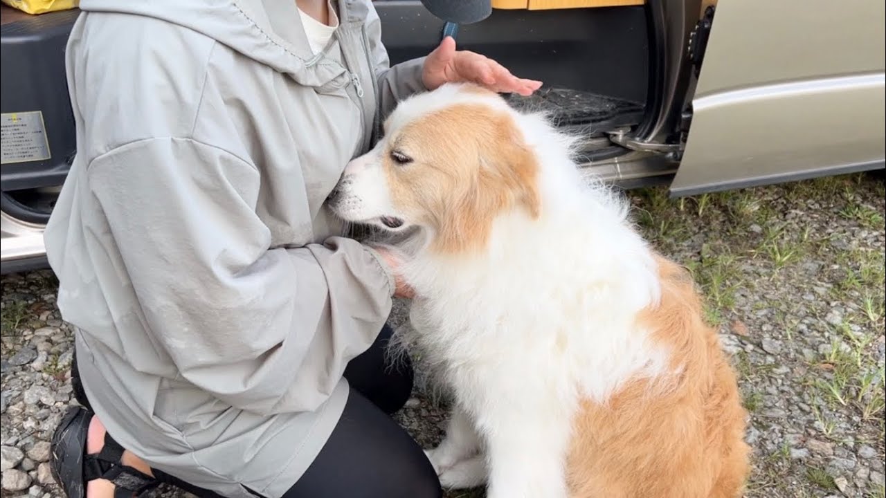眠いのに、まだ遊びたいと赤ちゃんみたいにグズッてしまう犬に母性本能がくすぐられます...【#ボーダーコリー】