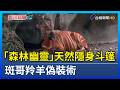 「森林幽靈」天然隱身斗篷 斑哥羚羊偽裝術