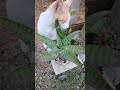 Orencho el gato rascandose