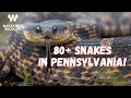 84 Snake Day! Herping Pennsylvania part 1