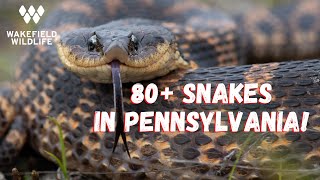 84 Snake Day! Herping Pennsylvania part 1