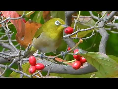 メジロと赤い実がキュート♥ハナミズキの実を食べる