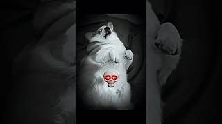 🚨 ¡CUIDADO! Cuando los perros pierden la paciencia 🐶💀 | Dogo Hero #shorts