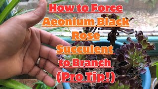 How to Force Aeonium Black Rose Succulent to Branch (Pro Tip!) #succulent #aeonium #gardening #plant
