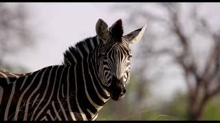 Macatoo Camp - Botswana