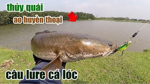 Câu Lure Cá Lóc ● Chạm Mặt Thủy Quái Ao Huyền Thoại | Tâm Râu Vlog #185