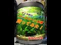 テトラ社のハーフムーン水槽買ってみた！Halfmoon aquarium