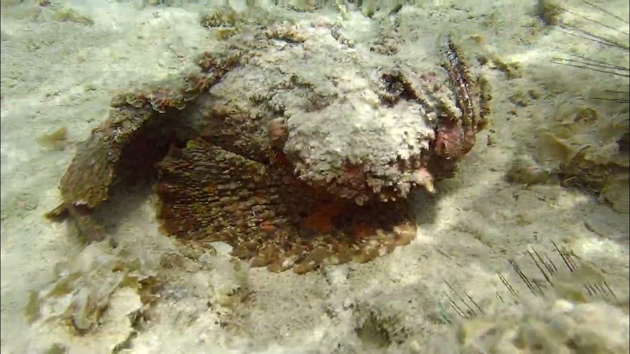 Рыба камень фото красное море Ядовитые обитатели Красного Моря.