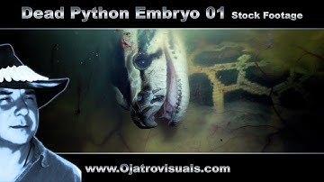 Dead Python Embryo 01 Stock Footage
