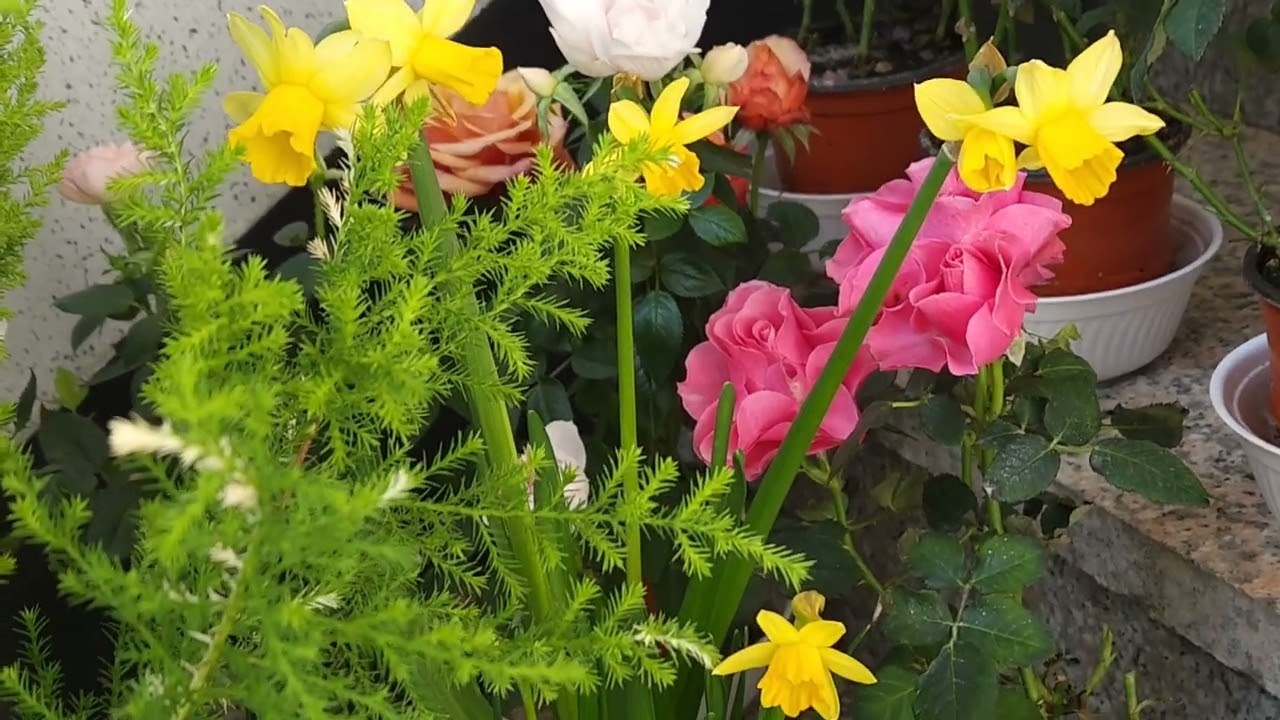 [옥상쉼터 야생화]계단에서 저면관수로 관리하는 꽃을 담아보았습니다~