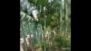 Janjimu Rinduku ( Vita Datau ) Cover Fauziah