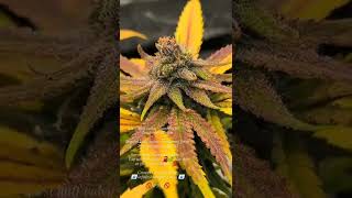 Tangerine Dream: Day 74 Bloom, Indica Dominant, Indoor Cannabis. (g13 x Neville's A5 Haze) x Afghani