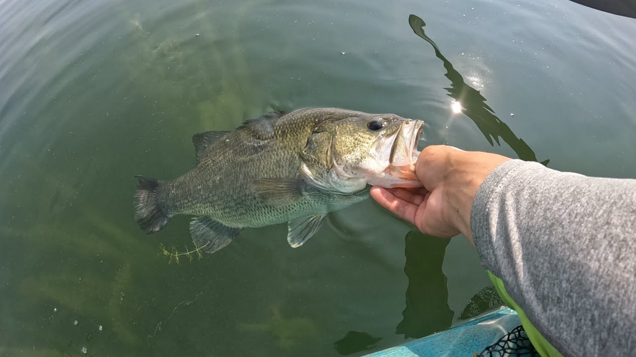 Fish Cashed I Caught Some BIGS in This Kayak Fishing Tournament (Cashed a Check ...